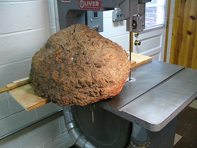 Oak Burl to be Cut Open